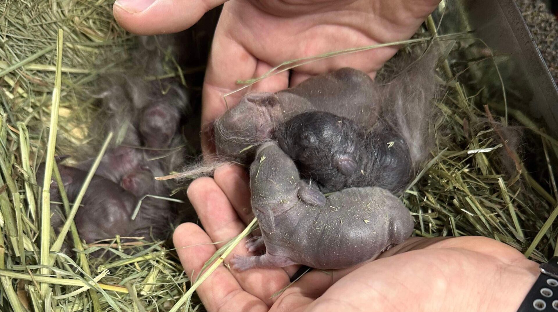 Read more about the article Fleur’s Surprise Litter